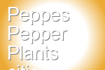 Peppes Pepper Plants
