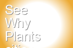 See Why Plants