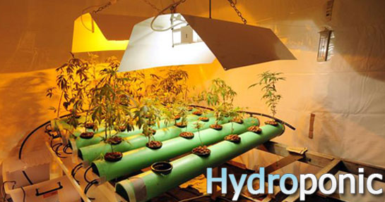 marijuana growing hudroponics way